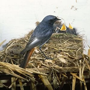 PL-777 BLK REDSTART - at nest with chicks