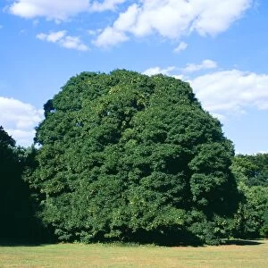 PL-892 Sycamore Tree - summer