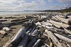 Images Dated 7th June 2008: Plage avec bois flotte dans le Parc national Pacific Rim TOFINO. Ile de Vancouve