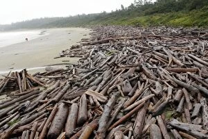 Images Dated 6th October 2007: Plage avec bois flotte dans le Parc national Pacific Rim TOFINO. Ile de Vancouve
