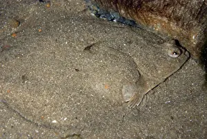 Flatfish Prints: Plaice - covering itself with sand as camouflage