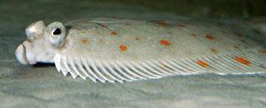 Images Dated 22nd April 2007: Plaice. Lives on seabed, lying on its left side. North east Atlantic, North Sea, Mediterranean