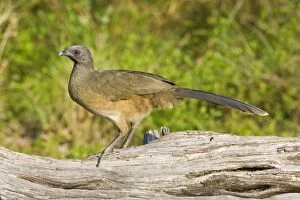 Images Dated 27th March 2008: Plain Chachalaca South Texas in March/April
