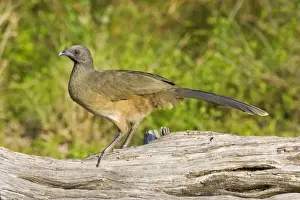 Chachalaca Prints: Plain Chachalaca South Texas in March/April