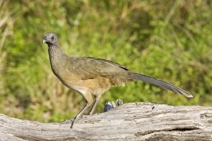 Images Dated 27th March 2008: Plain Chachalaca South Texas in March/April