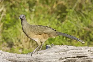 Plain Chachalaca South Texas in March/April