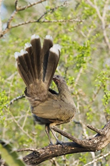Images Dated 28th March 2008: Plain Chachalaca South Texas in March/April