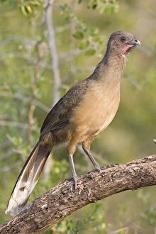 Images Dated 28th March 2008: Plain Chachalaca South Texas in March/April