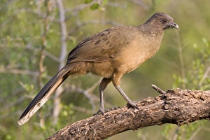 Images Dated 28th March 2008: Plain Chachalaca South Texas in March/April