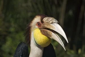Images Dated 26th January 2005: Plain-pouched Hornbill - With mouth open Described as Vulnerable in the Red Data Book
