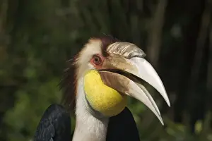 Hornbills Prints: Plain-pouched Hornbill - With mouth open Described as Vulnerable in the Red Data Book
