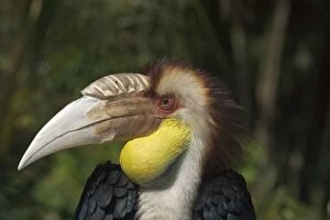 Plain-pouched / Plain-pouched wreathed / Blyths / Blyths Wreathed / Burmese HORNBILL - close-up of head