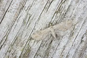 Look Alike Prints: Plain Pug Moth - Essex, UK IN000703