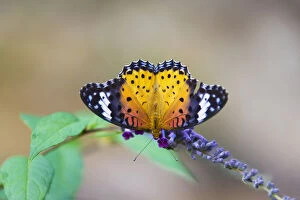 Images Dated 28th October 2011: Plain Tiger Butterfly (Danaus chrysippus)
