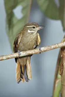 Plain Xenops