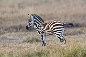 Plains / Burchells Zebra - young