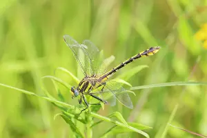 Plains Prints: Plains Clubtail (Gomphus externus) Lawrence County, Illinois. Date: 20-06-2020