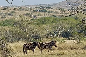 Images Dated 29th June 2012: Plains / Common / Burchell's Zebra