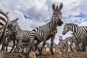 Gathering Gallery: Plains / Common / Burchell's Zebra