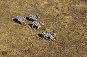 Images Dated 8th September 2014: Plains / Common / Burchell's Zebra running aerial view