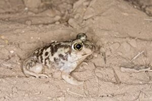 Images Dated 31st March 2008: Plains Spadefoot Toad - series of images showing the toad turning