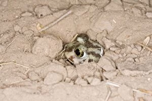 Images Dated 31st March 2008: Plains Spadefoot Toad - series of images showing the toad turning