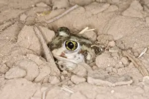 Plains Spadefoot Toad - series of images showing the toad turning and digging down into the sand using his spade like foot. Sequence 6 of 9 South Texas in March