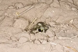 Plains Spadefoot Toad - series of images showing the toad turning and digging down into the sand using his spade like foot. Sequence 8 of 9. South Texas in March