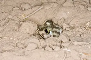 Plains Spadefoot Toad - series of images showing the toad turning and digging down into the sand using his spade like foot. Sequence 7 of 9 South Texas in March
