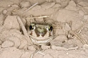 Plains Spadefoot Toad, Spea bombifrons. Series of images showing the toad turning and digging down into the sand using his spade like foot. Sequence 4 of 9 South Texas in March