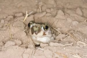 Images Dated 31st March 2008: Plains Spadefoot Toad, Spea bombifrons. Series of images showing the toad turning