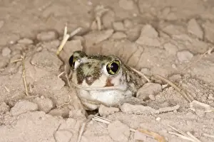 Plains Spadefoot Toad, Spea bombifrons. Series of images showing the toad turning and digging down into the sand using his spade like foot. Sequence 3 of 9 South Texas in March