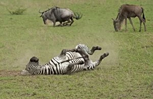 Plains Zebra - dust bathing