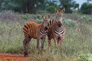 Area Prints: Plains zebra (Equus quagga) and calf, Tsavo, Kenya. Date: 04-12-2018