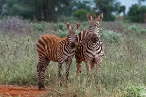 Burchellii Gallery: Plains zebra (Equus quagga) and calf, Tsavo, Kenya