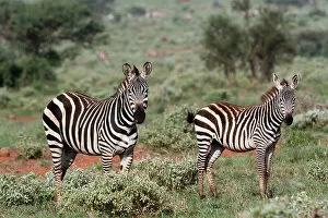 Equus Gallery: Plains zebra, Equus quagga, Tsavo, Kenya