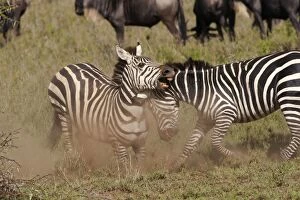 Plains Zebra - fighting