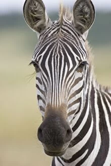 Images Dated 5th April 2007: Plains Zebra - Maasai Mara Triangle - Kenya