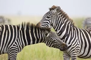 Images Dated 5th April 2007: Plains Zebra - Maasai Mara Triangle - Kenya