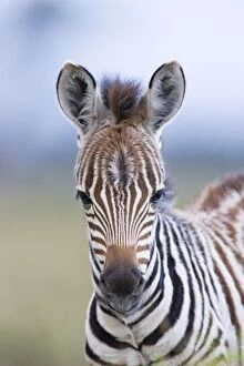 Images Dated 7th October 2005: Plains Zebra - Maasai Mara Triangle - Kenya