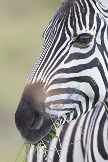 Images Dated 7th October 2005: Plains Zebra - Maasai Mara Triangle - Kenya