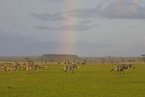 Images Dated 30th April 2007: Plains Zebra - Maasai Mara Triangle - Kenya