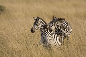 Images Dated 21st August 2008: Plains Zebra - stallions fighting - Masai Mara Reserve - Kenya