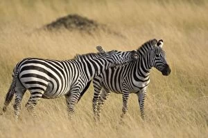 Images Dated 21st August 2008: Plains Zebra - stallions fighting - Masai Mara Reserve - Kenya