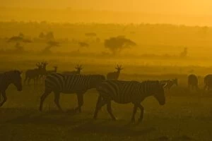 Images Dated 29th April 2007: Plains Zebra - at Sunset - Maasai Mara Triangle - Kenya