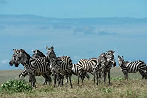 Common Gallery: Plains zebras (Equus quagga), Ndutu, Ngorongoro