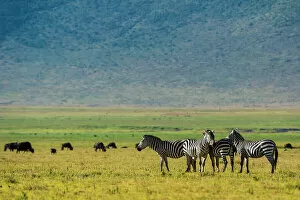 Equus Gallery: Plains zebras (Equus quagga), Ngorongoro crater
