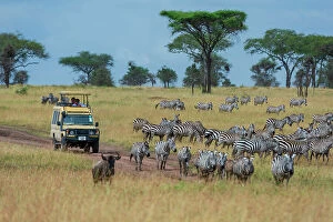 Common Collection: Plains zebras (Equus quagga), Seronera, Serengeti National Park, Tanzania. Date: 24-02-2018