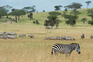Plains zebras (Equus quagga), Seronera, Serengeti National Park, Tanzania. Date: 24-02-2018