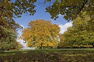 Landscapes Prints: Plane and beech trees - in golden yellow autumn colours. Westonbirt Arboretum Tetbury UK